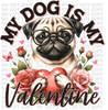 My Dog Is My Valentine Pug DTF or Sublimation Transfer